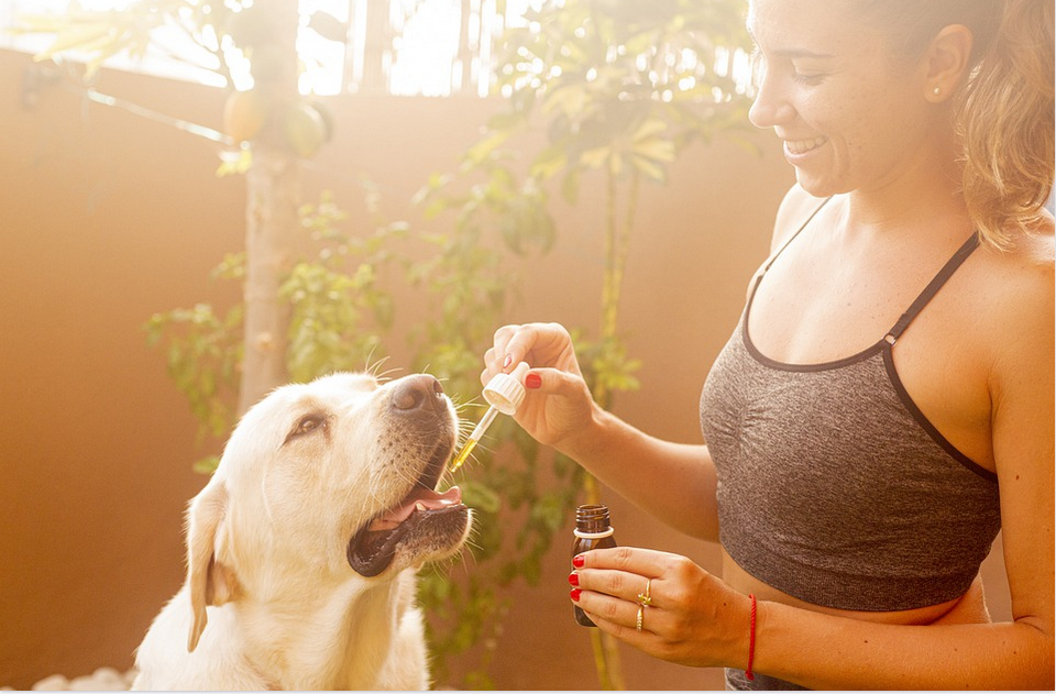 a dog taking cbd from a dropper